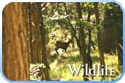 Sutjeska Wildlife